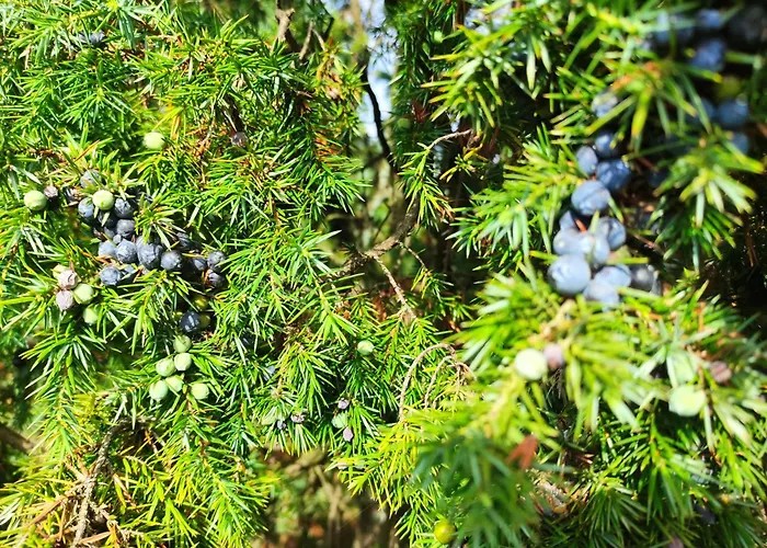 Mamat * Haltern am See