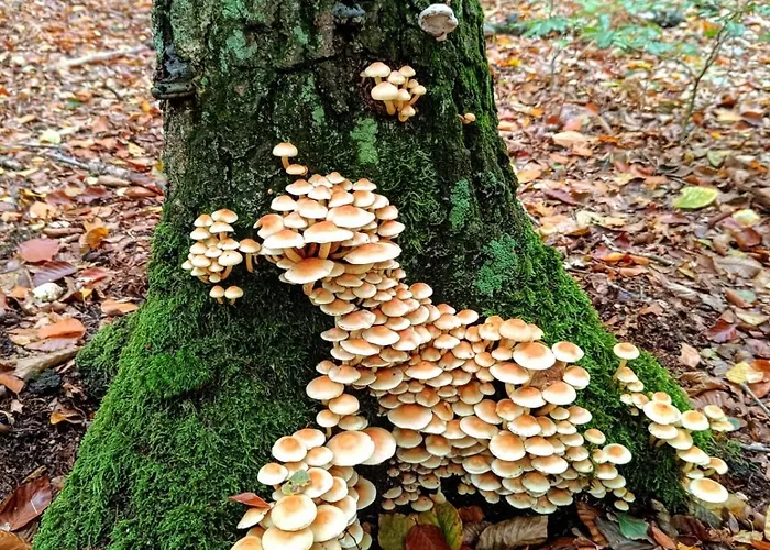 Mamat Haltern am See